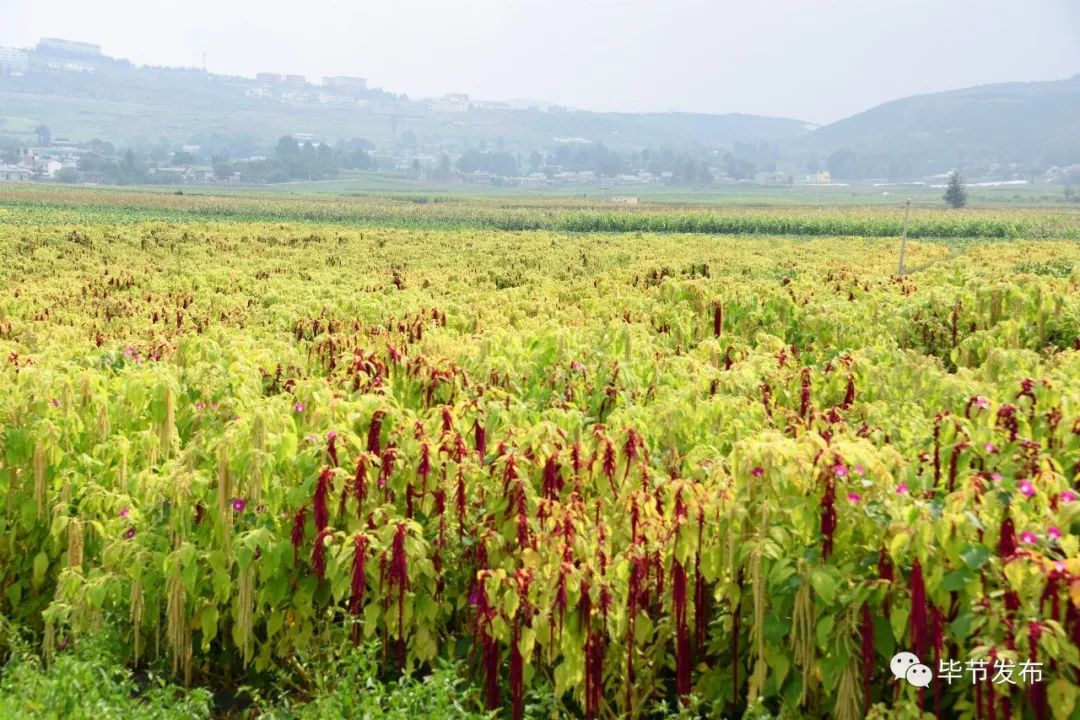 天1斤天星米6元玉米实在没有种法了