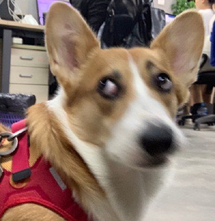 笑哭!人类已经无法阻止柯基翻白眼了