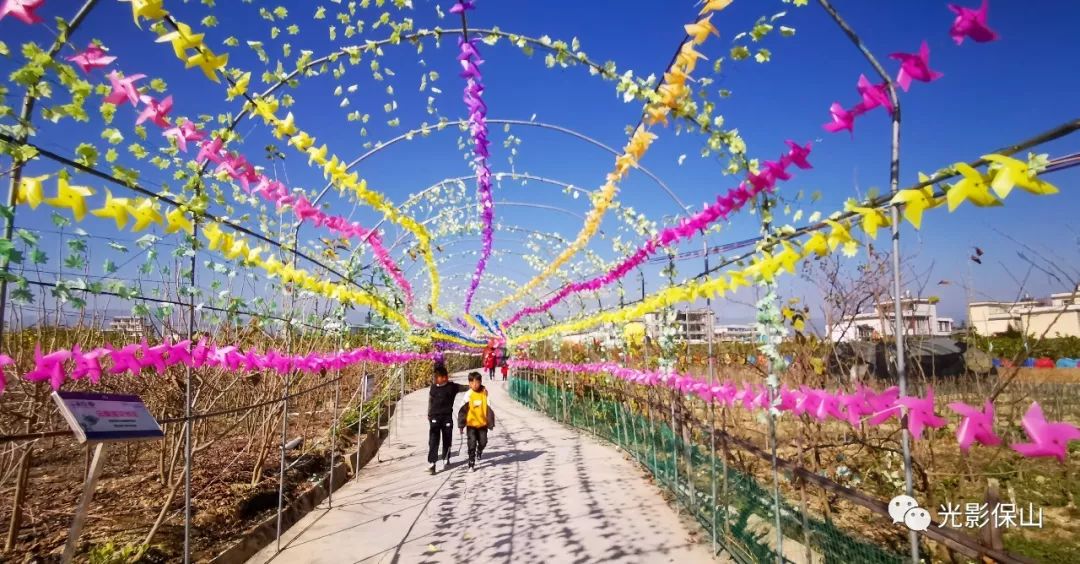 周末时光20190176期保山云桑庄园紫藤花文化节侧记