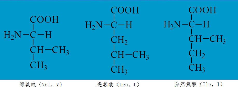 支链氨基酸结构图片