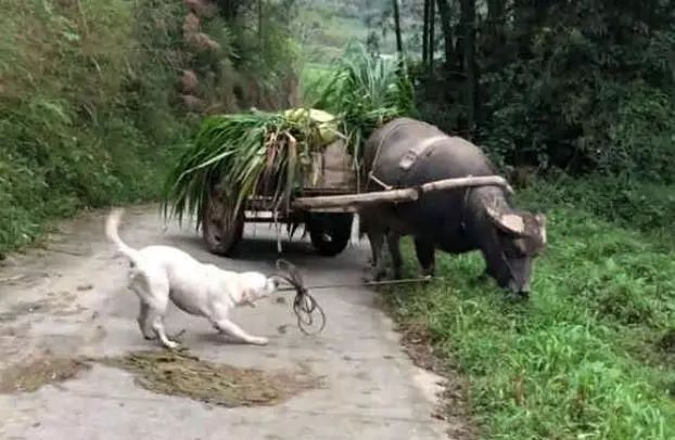 讓拉布拉多放牛，老牛吃草不肯回家，狗狗：不快點走我沒飯吃了！ 寵物 第4張