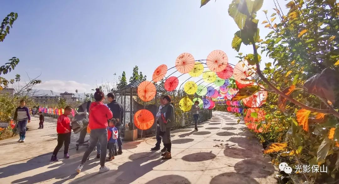 周末时光20190176期保山云桑庄园紫藤花文化节侧记