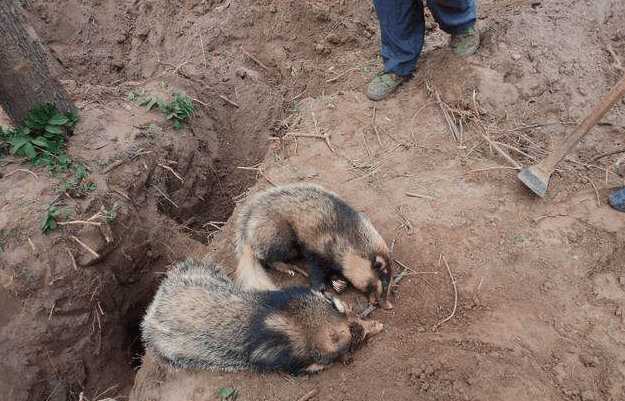 中国农村野兽獾子中国版平头哥