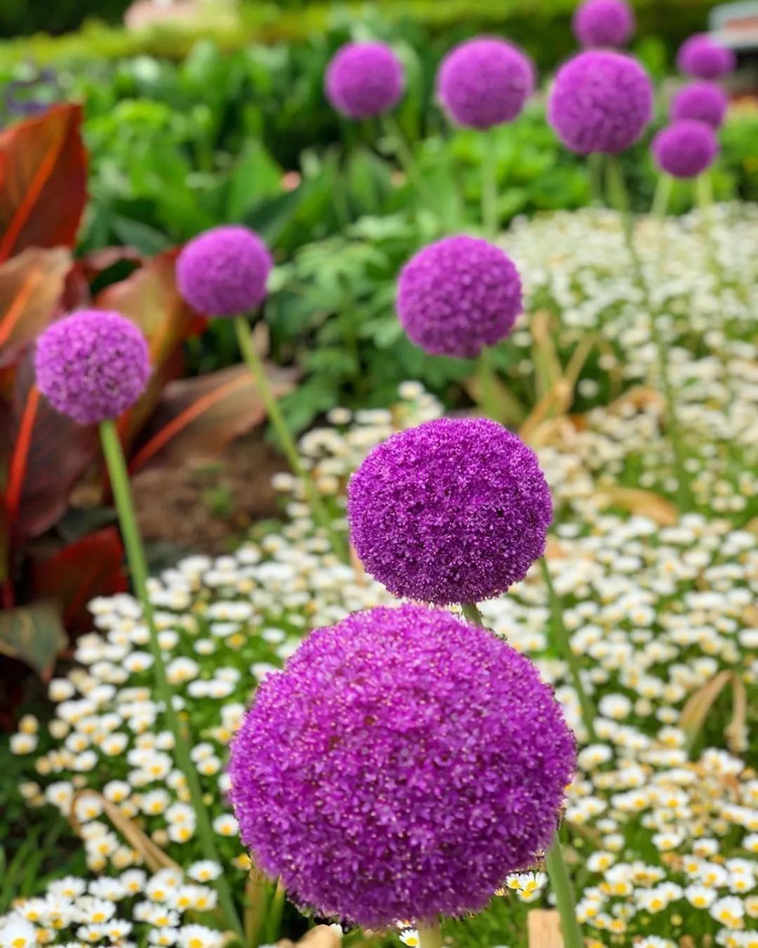 葱界颜值担当大花葱好看却不能吃呀