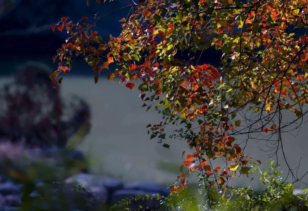 念一园秋色如许,许一城地老天荒