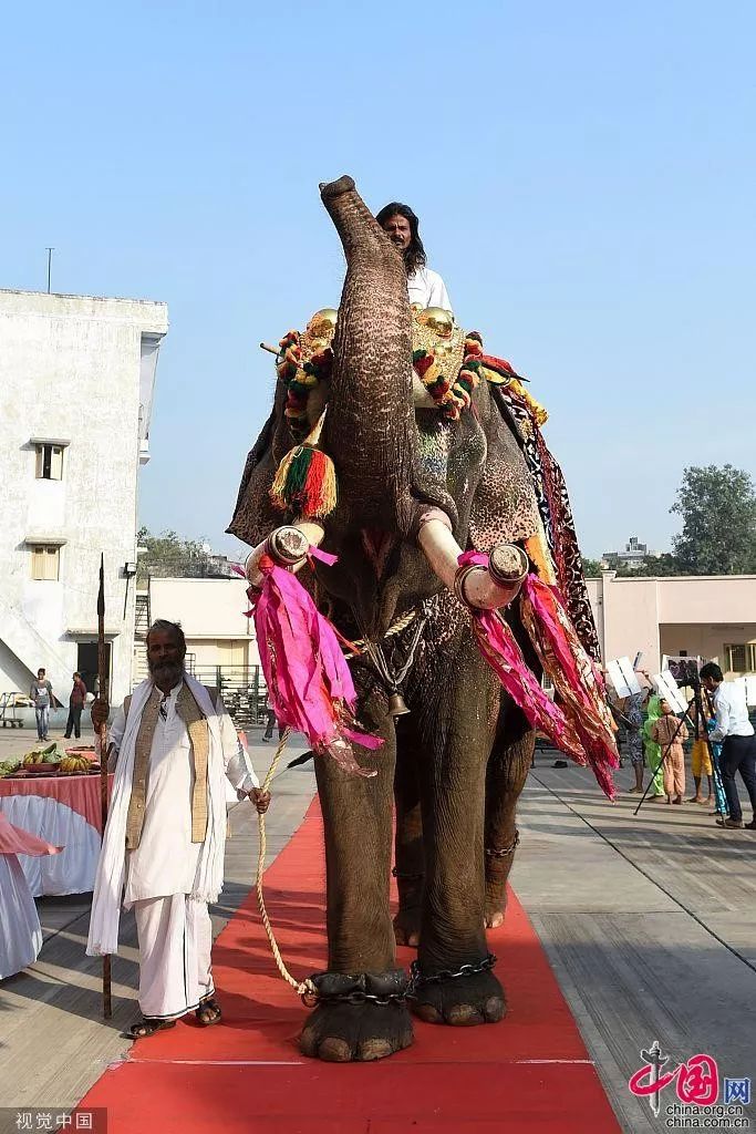 印度寺庙 大象为宣传"禁止虐待动物" "披金挂彩"列队走位