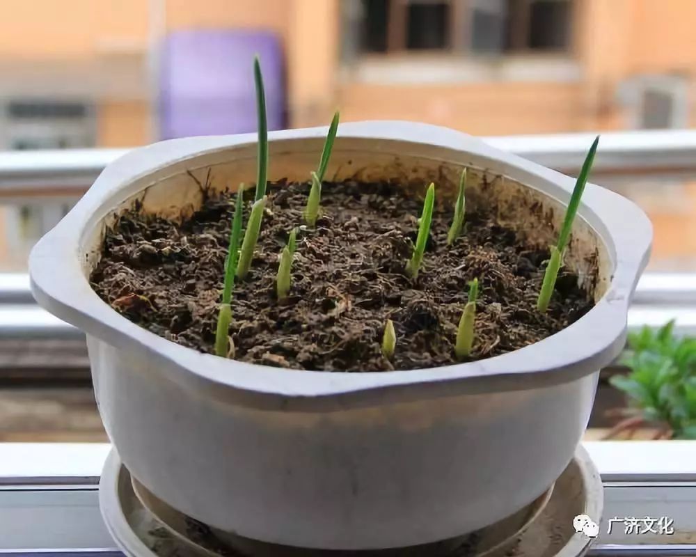 【缤纷文苑】吴晓娟:我在花桥种大蒜,蒜您狠