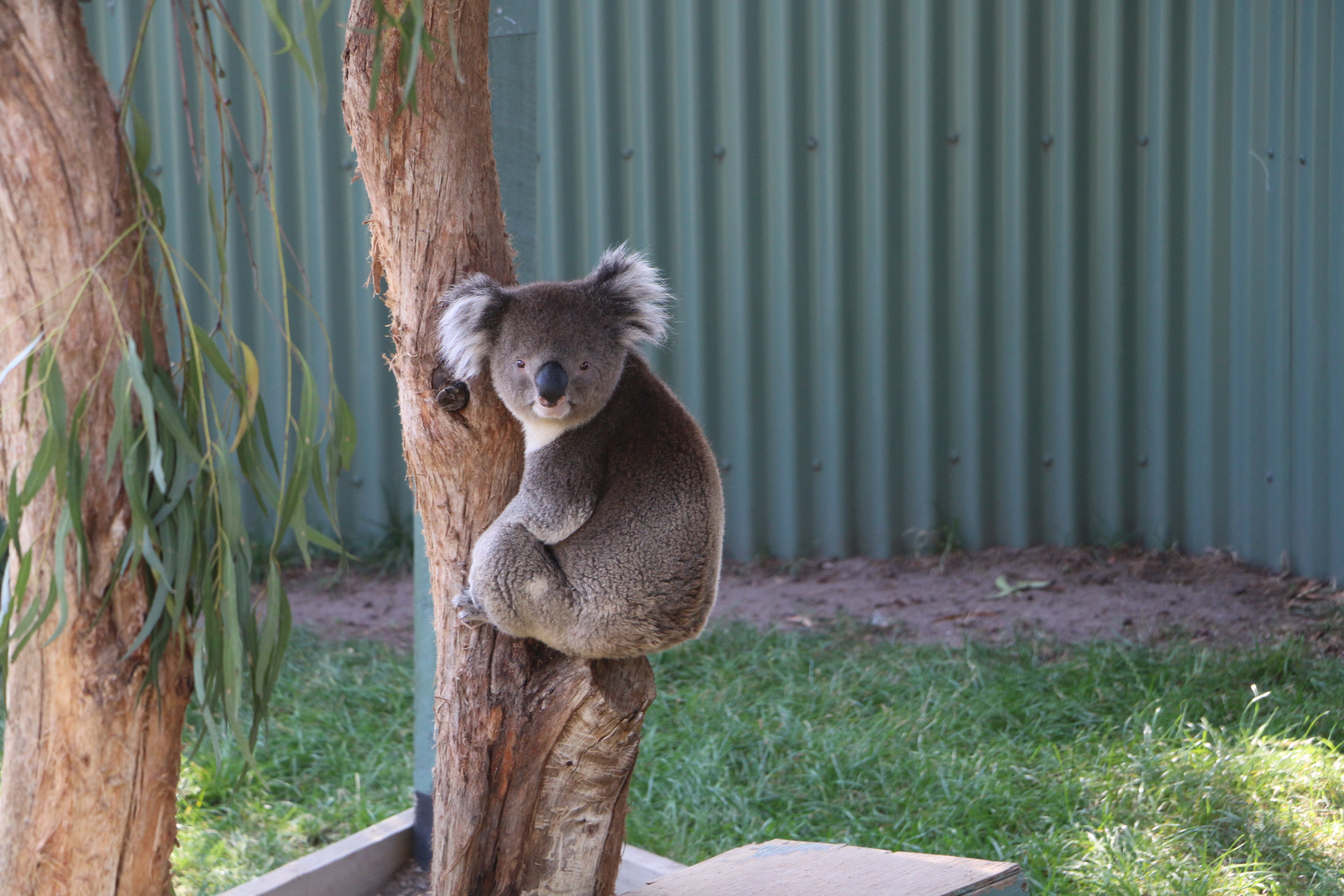 水是生命的物质基础考拉为啥不喝水还活的挺好