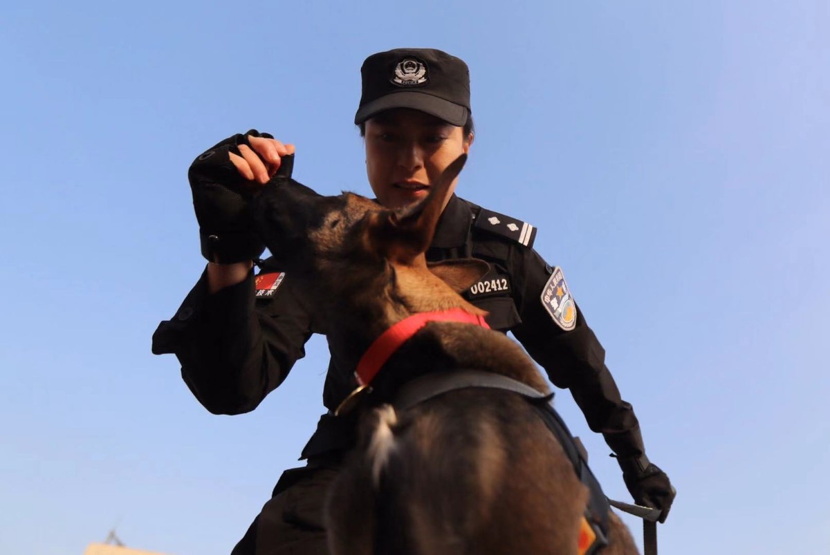 佩戴徽章和彩色项圈,北京首批6头警用克隆犬正式入警_警犬