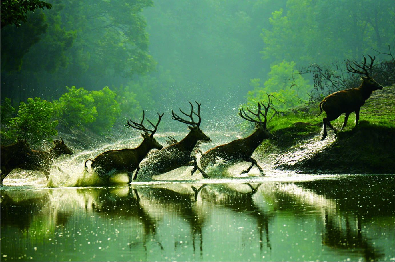 去盐城黄海湿地看麋鹿看仙鹤看世遗金饭碗里都有啥多图预警