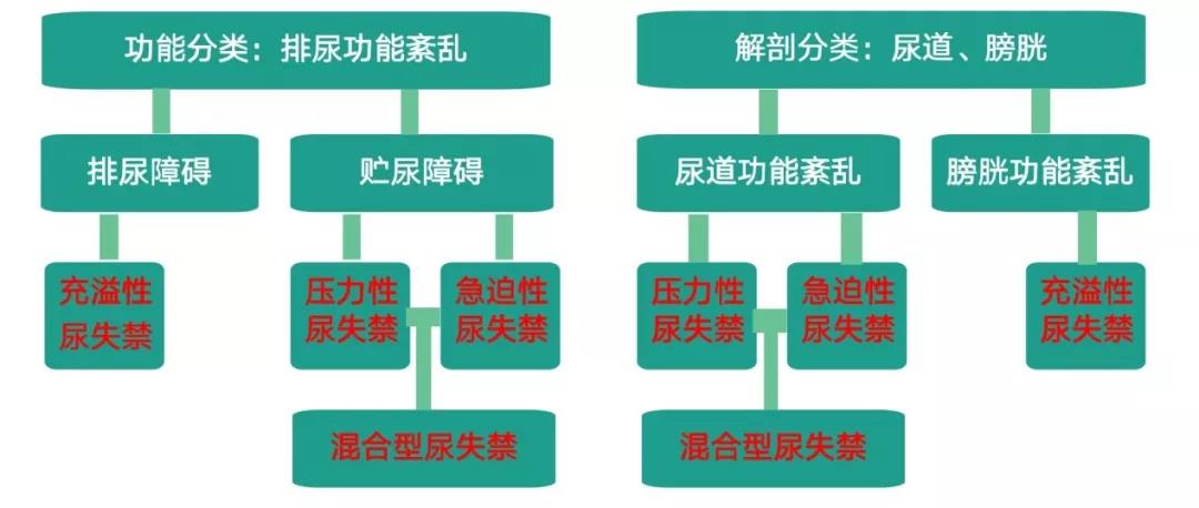 尿失禁分类图片