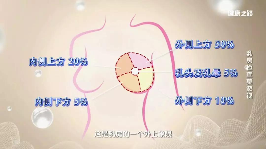 乳腺4个区图 分布图图片