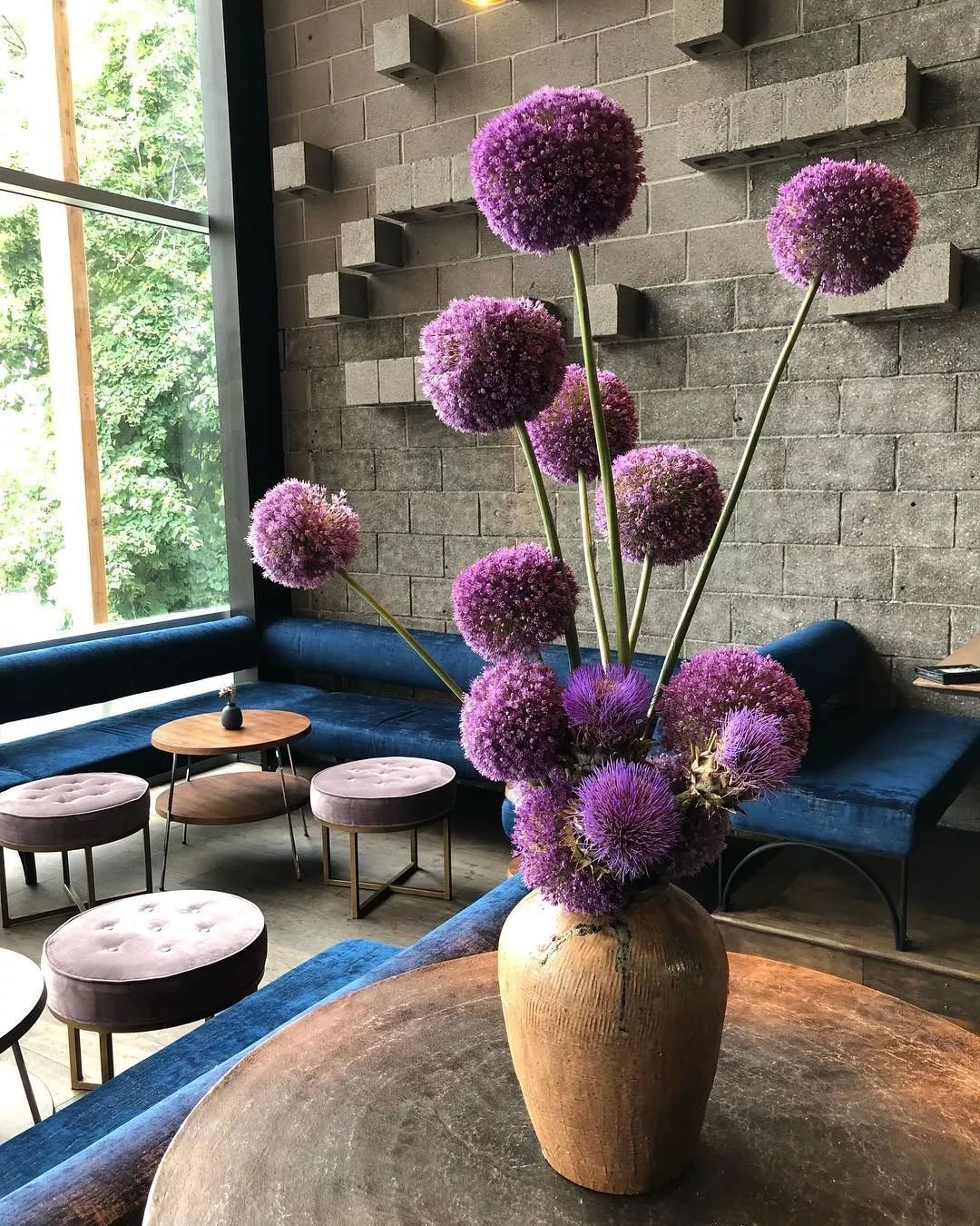 葱界颜值担当大花葱好看却不能吃呀