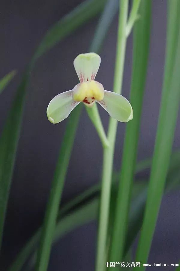 投两百万种2000盆兰花他建起协会推广兰文化