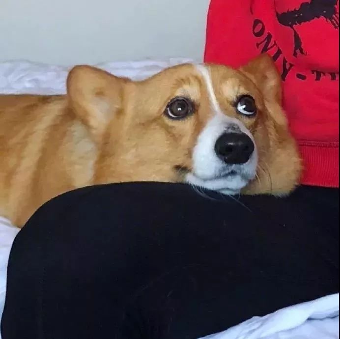 笑哭!人类已经无法阻止柯基翻白眼了