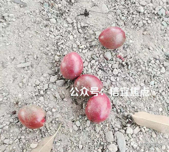 注意信宜玉都公园有剧毒海芒果去玩时请看好你家孩子