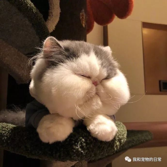 好大一张脸肥脸猫就是越看越好看