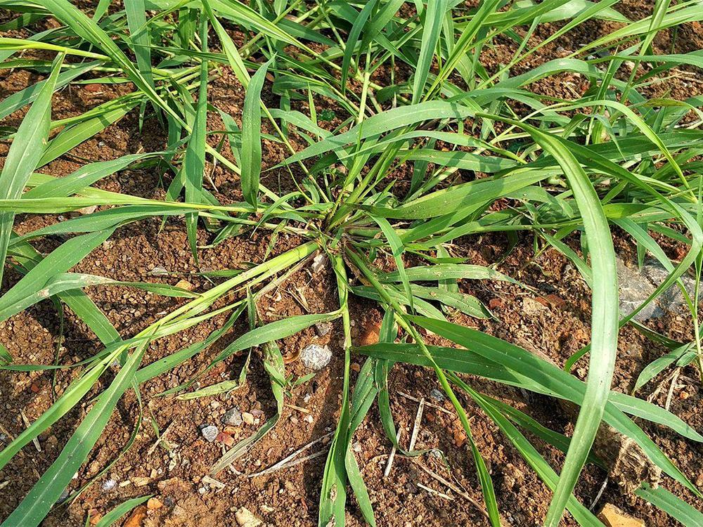 农村一恶草曾是农民心头恨如今有人用它喂鸡效果堪比板蓝根