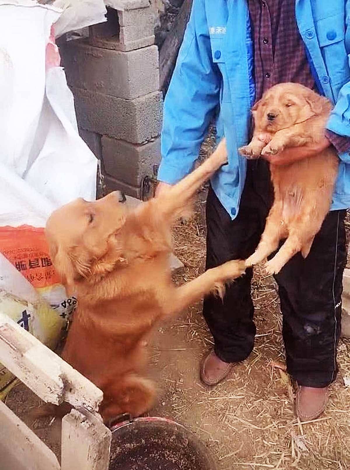 主人想將小狗賣掉，卻被狗媽發現，下一秒它的舉動，讓人泣不成聲 寵物 第3張