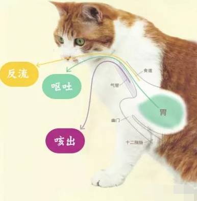 猫咪呕吐不用怕,分清原因是关键._肠胃
