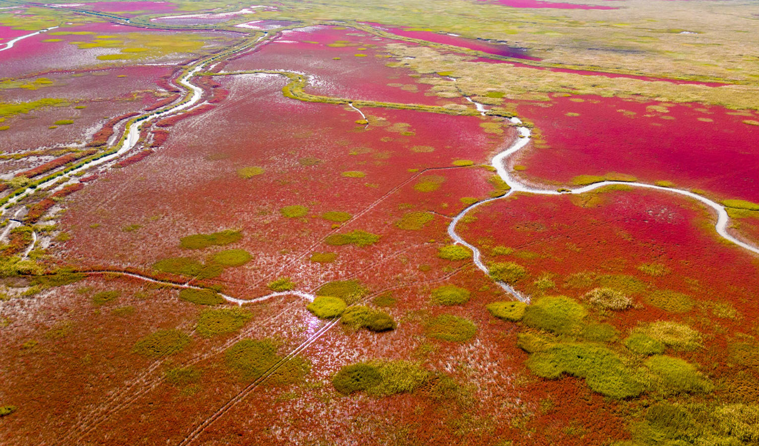去盐城黄海湿地看麋鹿看仙鹤看世遗金饭碗里都有啥多图预警