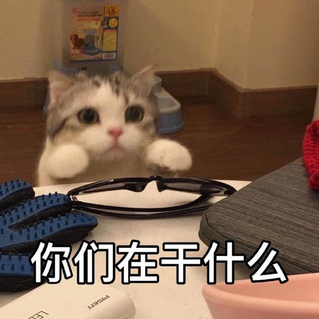 猫咪表情包合集