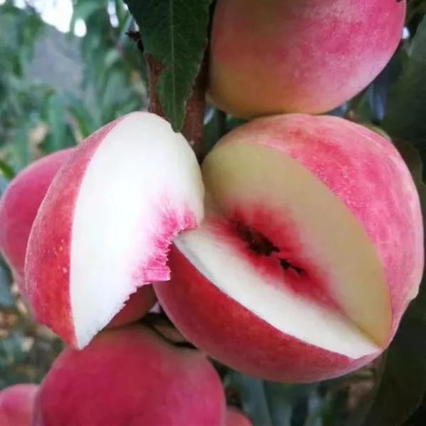 一年等一回大凉山会理龙滩冬桃新鲜现摘全国包邮