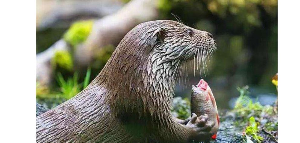 古人经常以"豺祭兽","獭祭鱼"来形容祭祀.