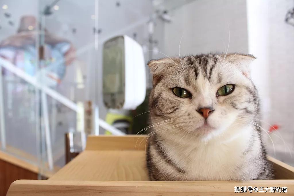 原创为什么有些铲屎官的猫不怕陌生人有些猫却很胆小是品种问题吗