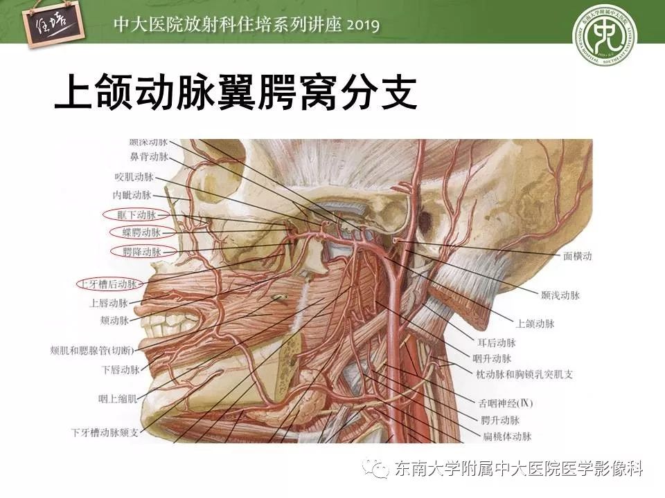 腭降动脉的走向图片