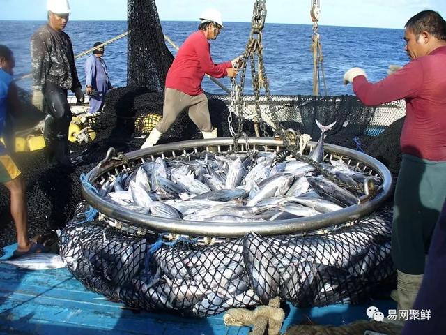 野捕海鲜为什么贵从成本看七大捕捞耗油海鲜第一居然是它们