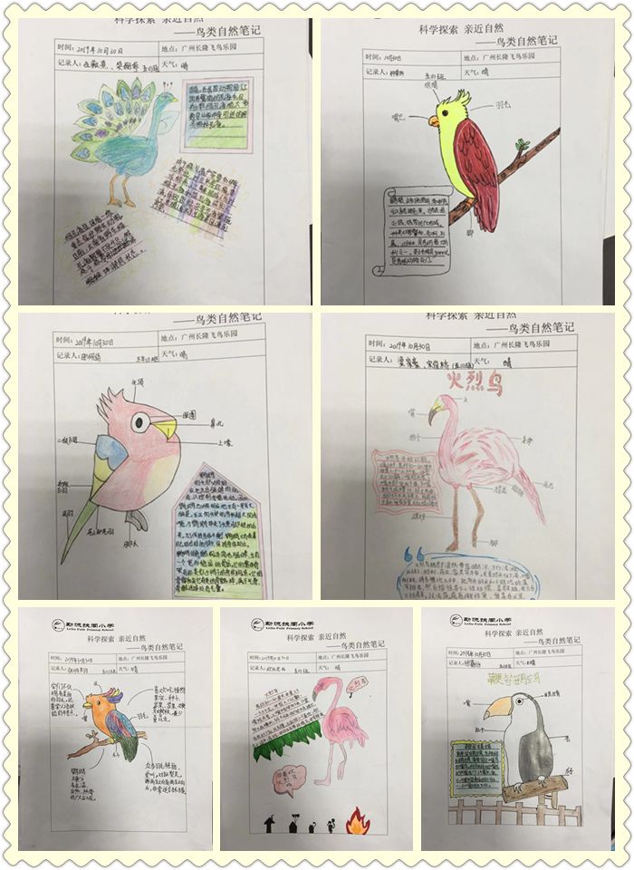 探寻鸟类世界 ——记2019学年扶闾小学学生秋季研学活动之自然笔记