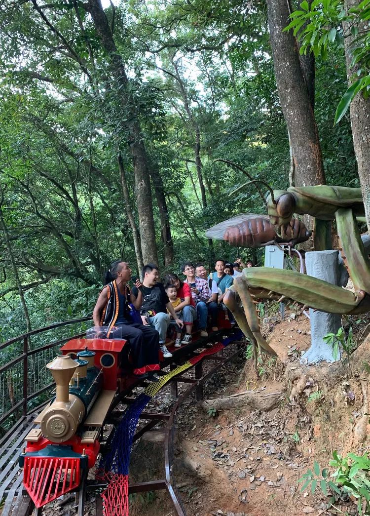周末溜娃新去处,快搭上同安金光湖这辆森林小火车.