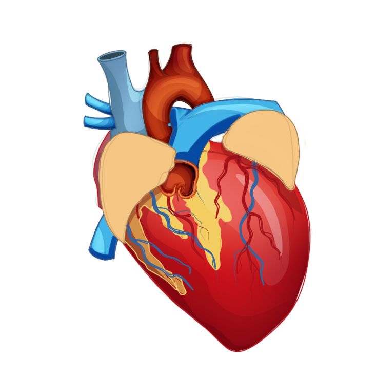 手绘科研绘图心脏6完