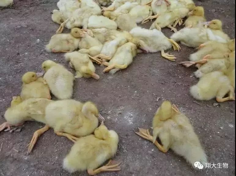 翔大生物水禽养殖课堂第一讲:鸭黄病毒的症状与防治进展