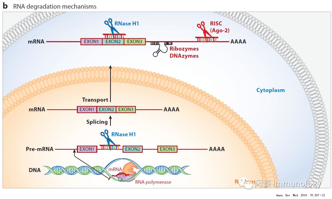 细解治疗用反义寡核苷酸药物（Therapeutic Antisense Oligonucleotides）_RNase