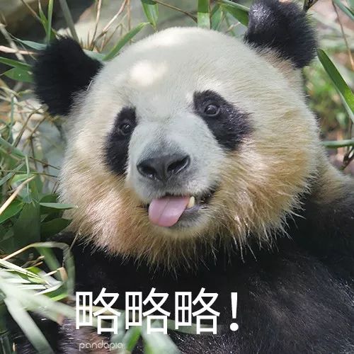 来看胖达何必麻烦四川朋友刷熊猫新姿势高能解锁