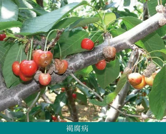 樱桃树栽培技术|樱桃褐腐病发病规律及防治措施