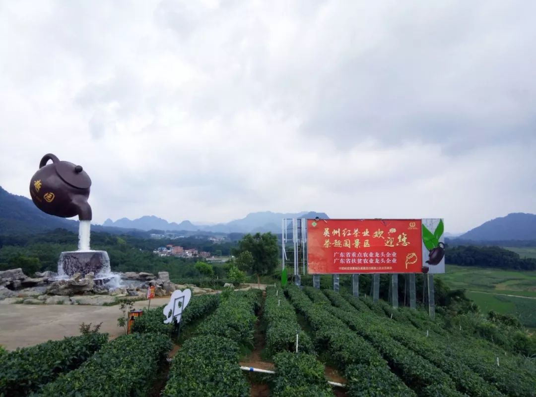 辜負的食足三餐(僅供參考)★玩:茶園懸空茶壺——【英德茶趣園】★賞