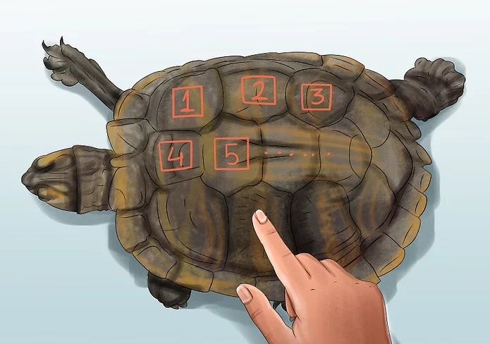原创如何判断乌龟的年龄