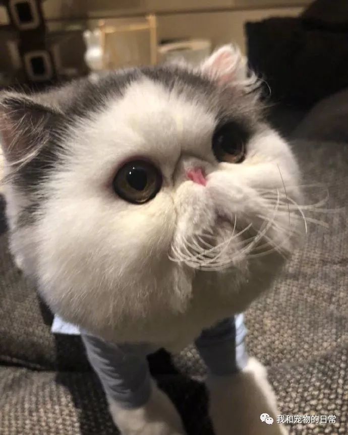 好大一张脸肥脸猫就是越看越好看