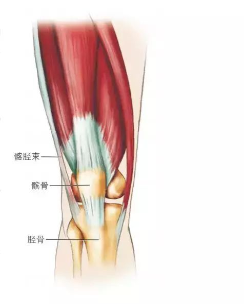 髂胫束滑囊位置图片