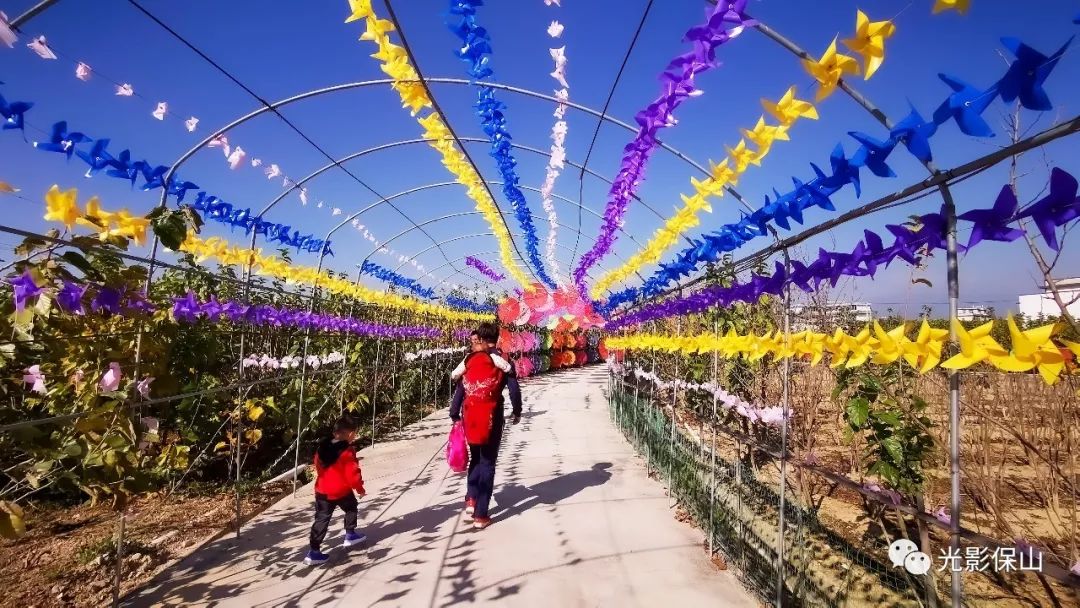 周末时光20190176期保山云桑庄园紫藤花文化节侧记