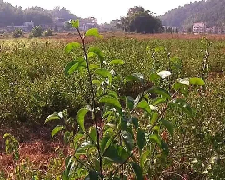 三叉苦,两面针以及鸡血藤等,我们这个基地现在主要育有岗梅和三叉苦