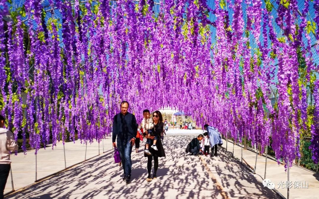 周末时光20190176期保山云桑庄园紫藤花文化节侧记