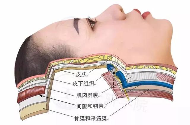 骨头表面其实覆盖了一层骨膜,这种骨膜是给骨头"吃饭"用的,就像是婴儿