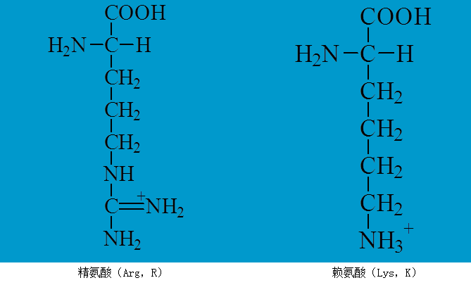 聚赖氨酸结构图片