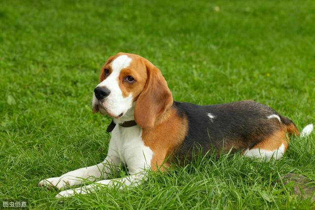 比格犬屬於短毛犬種,毛髮短很好梳理,也不需要做什麼美容.