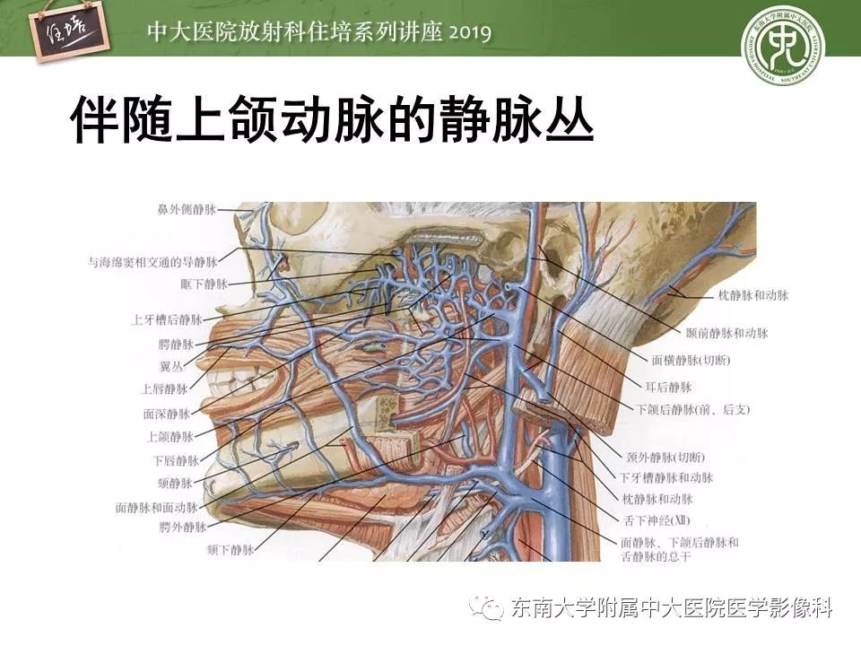 翼静脉丛交通图片