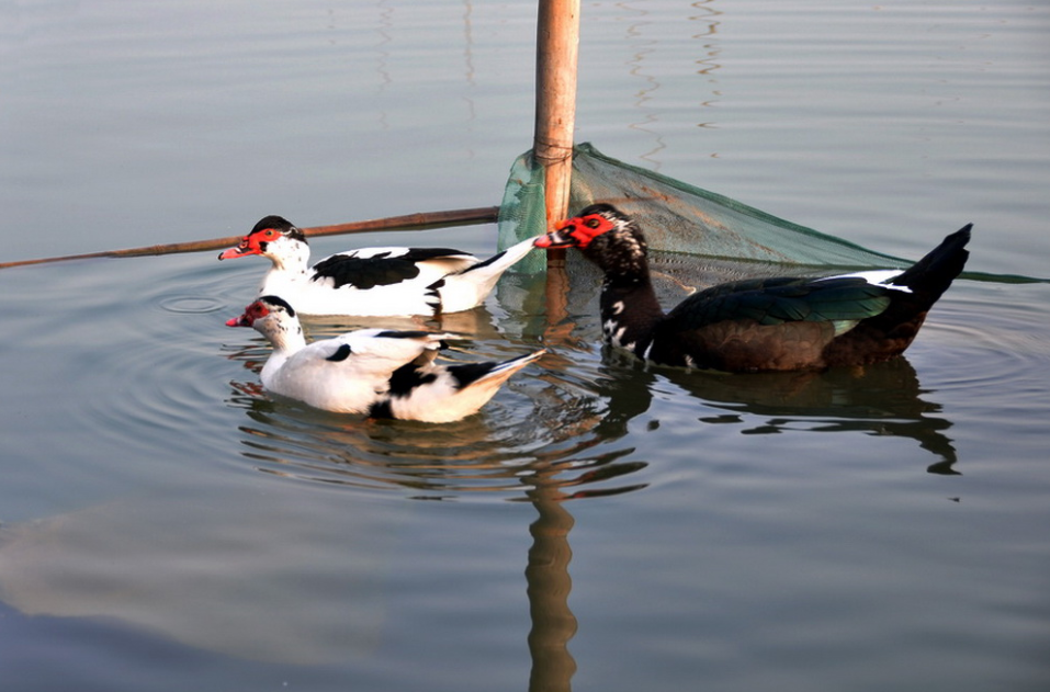鸭种蛋的孵化方法跟步骤